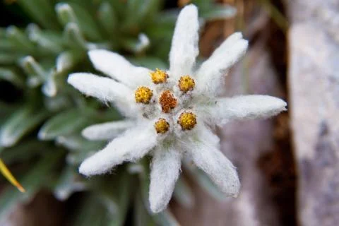 Edelweiss Stock Photos