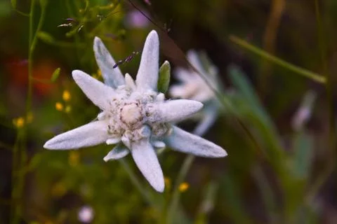 Edelweiss Stock Photos
