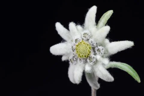 Edelweiss Stock Photos