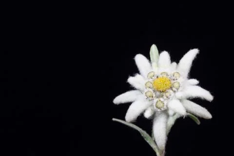 Edelweiss Stock Photos