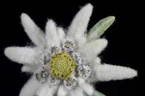 Edelweiss Stock Photos