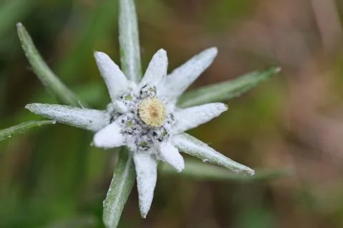 Edelweiss Stock Photos