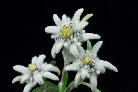 Edelweiss Stock Photos