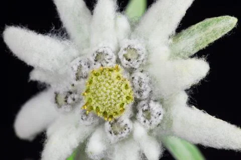 Edelweiss Stock Photos