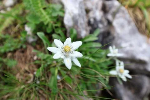 Edelweiss Stock Photos