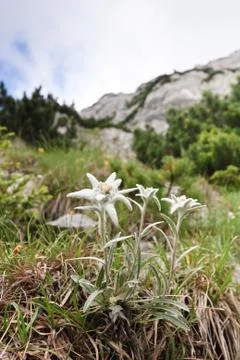 Edelweiss Stock Photos