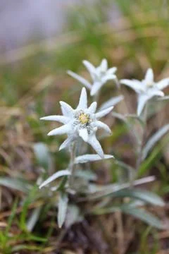 Edelweiss Stock Photos