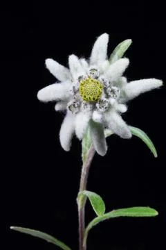 Edelweiss Stock Photos