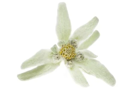 Edelweiss Stock Photos