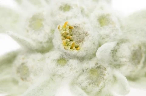 Edelweiss Stock Photos
