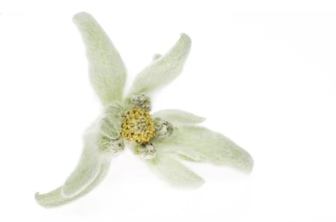 Edelweiss Stock Photos