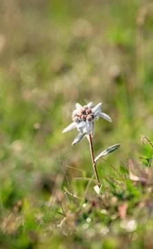 Edelweiss Stock Photos