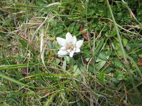 Edelweiss Stock Photos