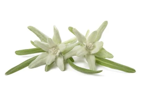 Edelweiss Stock Photos