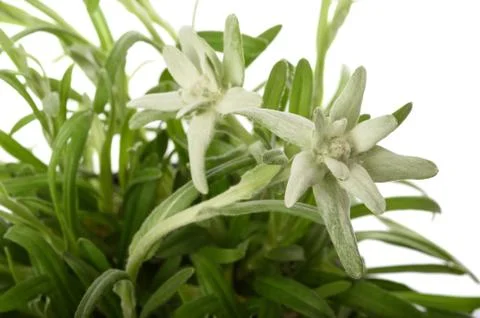 Edelweiss Stock Photos