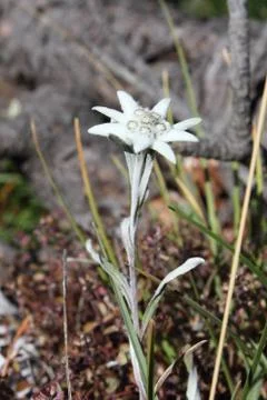 Edelweiss Stock Photos