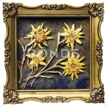 Edelweiss in photo frame Stock Photos