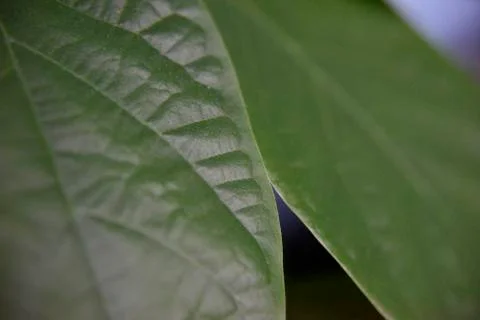 The edge of the avocado leaf Stock Photos