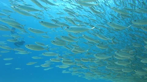 Edge of a big eye scad bait ball Stock Footage 136626989
