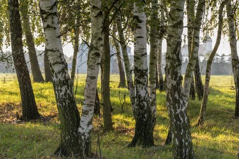 At the edge of a birch forest, large trees with the light of the rising sun. Foto stock