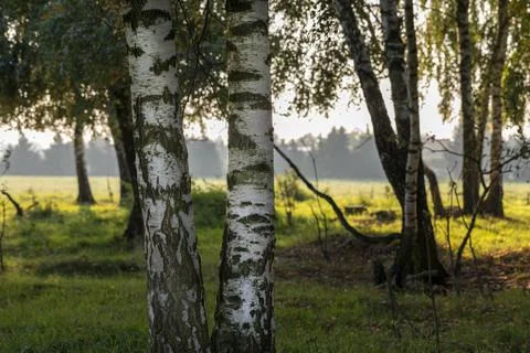 At the edge of a birch forest, large trees with the light of the rising sun. Foto stock