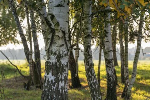 At the edge of a birch forest, large trees with the light of the rising sun. Foto stock