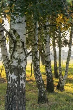 At the edge of a birch forest, large trees with the light of the rising sun. Foto stock
