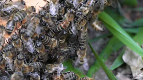 The edge of the board is covered with bees 스톡 동영상 123571233