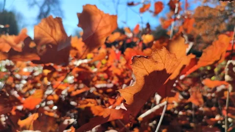 Edge of brown oak leaf on background of many blurred oak leaves sunny autumn day Stock Footage 223122693