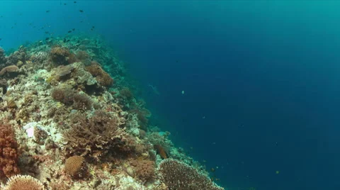 Edge of a coral reef.  4k Stock Footage 68033771