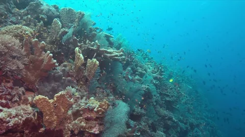 Edge of a coral reef.  4k Stock Footage 72669228