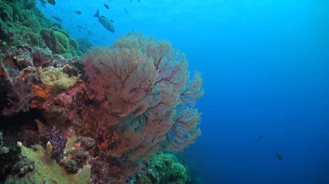 The edge of a coral reef Stock Footage 50806665