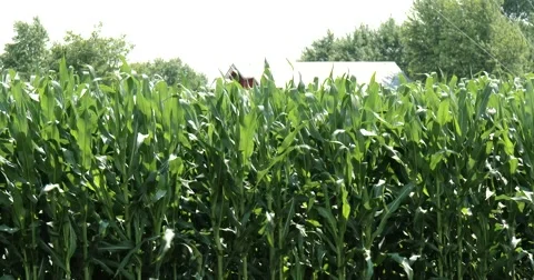 Edge of Corn Field - Barn in background - 4k Video stock 51795186