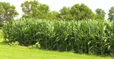Edge of Corn Field - Trees in background - 4k Stock Footage 51943388