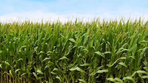 Edge of cornfield with corn stalks, leaves and tassels waving in the breeze. Stock Footage 126263129