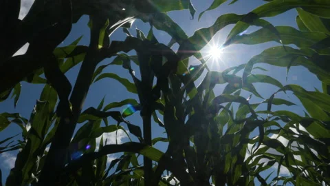 Edge of Cornfield With Corn Stalks, Leaves and Tassels Waving in Breeze. Видео 204721578
