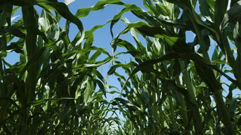 Edge of Cornfield With Corn Stalks, Leaves and Tassels Waving in Breeze Video stock 238738442