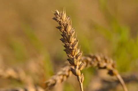At the edge of a crop field Stock Photos