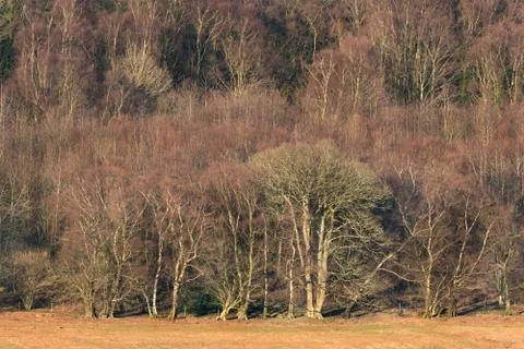 Edge of deciduous forest in Winter Stock Photos