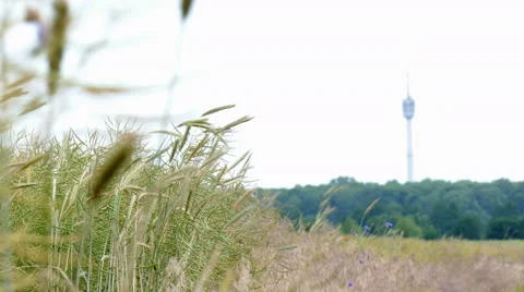 The edge of a field Stock Footage 51534060