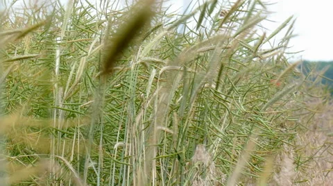 The edge of a field Stock Footage 51534087