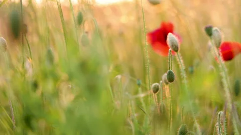 Edge of a field with red corn poppies in slow motion Video stock 243079147