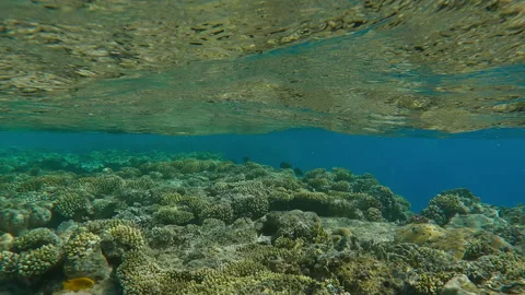 Edge flat-top on shallow coral reef with reflections on water surface with Stock Footage 339968182