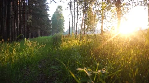 At the edge of the forest 50 fps 動画素材 156862922