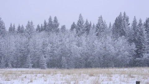 Edge of a forest and field during a heavy snow storm Stock Footage 85516272