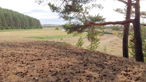 At the edge of the forest a bonfire Stock Footage 162614511