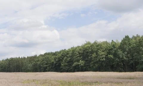 Edge Of The Forest With A Cloudy Sky Foto stock