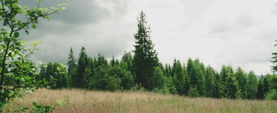 Edge forest dark green coniferous fir trees and small shrubs, small lawn with Stock Photos