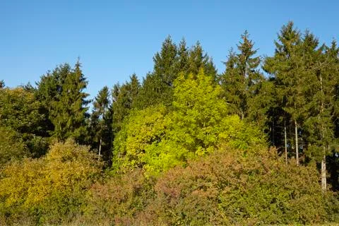 Edge of a forest in fall Stock Photos