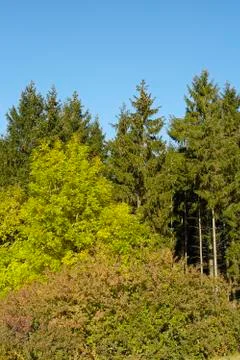 Edge of a forest in fall Stock Photos